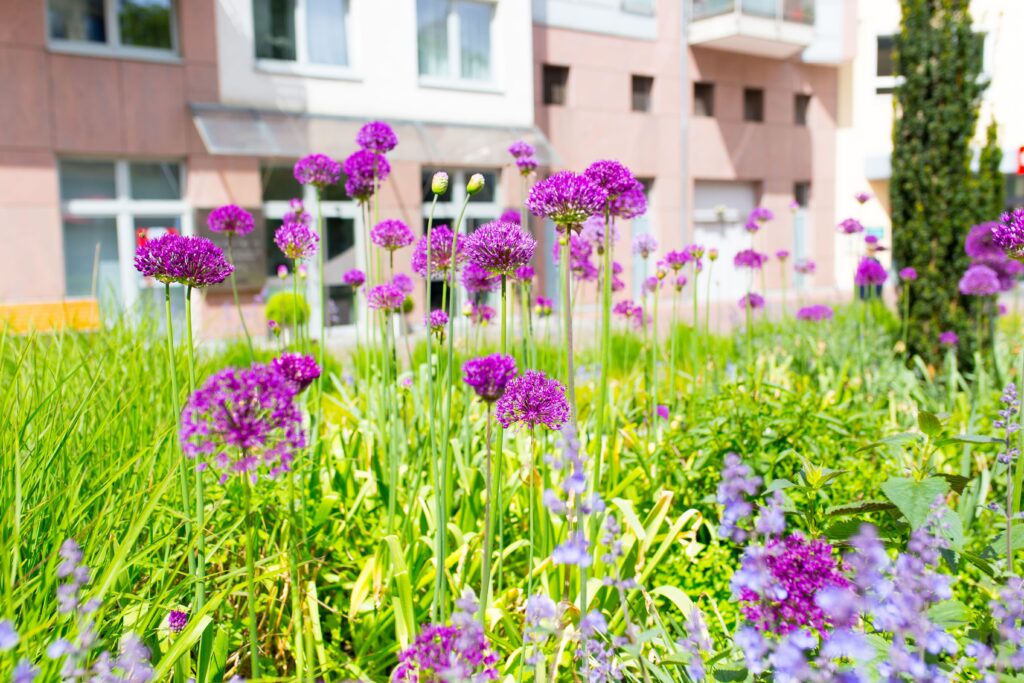 closeup shot purple flowers grass garden 1 1