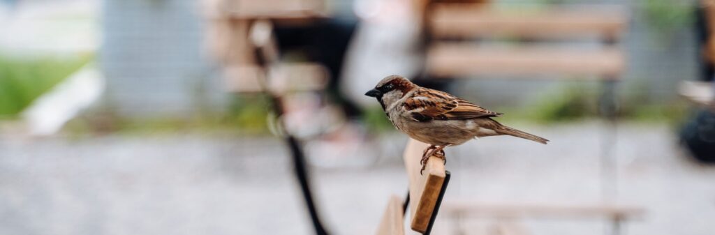 bird city sparrow sitting table outdoor cafe 2 scaled e1780989571608